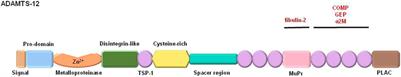 ADAMTS-12: Functions and Challenges for a Complex Metalloprotease